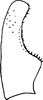 Subgenital plate, ventral view on Aztegina Dietrich & Dmitriev, 2006: Subgenital plate (A. punctinota Dietrich & Dmitriev). (Observation).