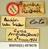 Gyna maculipennis (Schaum, 1853): Holotype, female, labels. BMNH(E)#878078. (Otu).