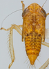 Nymph on Discolopeus colopeus (Stiller, 2019) now Discolopeus colopeus Stiller, 2019: Nymph, early instar. (Observation).
