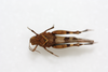 CollectionObject 1581019; 1f7a7211-3b28-4000-96d6-498e02708be1: female, dorsal view (paratype). (CollectionObject).