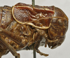 CollectionObject 1535961; e11091d7-c014-4809-843d-d6860c6ca535: female pronotum, lateral view (paralectotype). (CollectionObject).