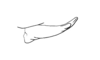 Rhachicreagra obsidian Jago & Rowell, 1981: Fig. 16. male left cercus, dorsal view. (Otu).