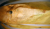 CollectionObject 1530853; 48b10db1-86f1-4d43-bf97-7f6d4cd4e0bd: male stridulatory area (paratype). (CollectionObject).