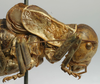 CollectionObject 1516720; 872de632-86d8-4cde-b3d3-e56bd926c378: male head and pronotum, lateral view (holotype). (CollectionObject).