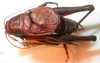 CollectionObject 1543581; a2979a00-9310-4704-8065-bf6440d0c2ae: male, dorsal view (syntype). (CollectionObject).