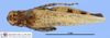 CollectionObject 1565744; 7d8054e7-b956-4a22-bd0c-11f92453cbd9: female, dorsal view (paratype). (CollectionObject).