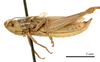 CollectionObject 1575342; 4bb9eb39-709e-4a70-826d-be80ebe74d97: male, lateral view (paratype of Euchorthippus declivus stichai Maran, 1954). (CollectionObject).