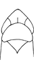 Head: !! display not done !! on Dikrella (Dikrella) cockerellii (Gillette, 1895): Head and thorax. (Observation).