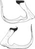 Aedeagus, lateral view: !! display not done !! on Streptanus (Streptanus) sordidus (Zetterstedt, 1828): Aedeagus, lateral view. (Observation).