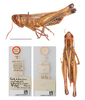 CollectionObject 1519224; f19b1a61-f61b-4e72-9494-8832537d98ac: male, dorsal and lateral view (holotype of C. pulcher abyssinicus). (CollectionObject).