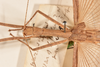 CollectionObject 1562038; 57e02023-3a6b-407c-8fdb-bfa549597c7a: copyright OUMNH. female: Head & thorax, dorsal view (holotype). (CollectionObject).