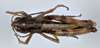 CollectionObject 1527198; 501e6c7f-21b7-46f0-94ff-ef01a617550c: male, dorsal view (holotype). (CollectionObject).