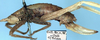 CollectionObject 1531870; 1d0f0300-54ba-421f-a28d-7fb3256723c3: female, lateral view (holotype). (CollectionObject).