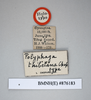 CollectionObject 1552855; NHMUK(SF IMPORT DUPLICATE) BMNH(E) 876183, abce056e-d5df-4eae-9e83-b0d5b664146b: Copyright NHM, London. Holotype male of synonym Polyphaga thibetana, data labels. (CollectionObject).