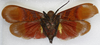 Habitus ventral view: !! display not done !! on Scamandra scriptifacies (Walker, 1868): (Observation).