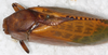 CollectionObject 1496443; NMW 4375, fdb4db34-0dbe-42b7-acd2-26f74df50a82: female, dorsal view (holotype). (CollectionObject).