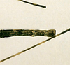 CollectionObject 1561935; 5bd628fb-c89e-41b3-9cd6-15917e04f82a: copyright NHRS, Stockholm. male: end of abdomen, dorsal view (holotype). (CollectionObject).