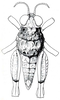 Lithidiopsis carinatus Dirsh, 1956: Fig. 19 ("metallotype"). male, dorsal view (body length 8.6 mm). (Otu).