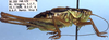 CollectionObject 1504141; 799df5be-c32d-40ea-8593-f6379473d49c: male (holotype). (CollectionObject).
