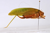 CollectionObject 1543939; 81f6744d-8b9c-4bb1-b981-fa71ba03c48d: female, lateral view (holotype). (CollectionObject).