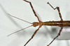 CollectionObject 1556965; fa263be2-d136-4231-9497-c51871243eff: copyright MONZ, New Zealand. female of synonym Acanthoxyla speciosa: head & thorax, dorsal view (holotype). (CollectionObject).