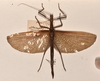 CollectionObject 1562276; ea5298a1-057c-45cf-be16-b8f48a2364c1: copyright OUMNH. female, dorsal view (syntype). (CollectionObject).;CollectionObject 1562277; 958f38df-47f1-4b32-9bdf-00a0e4c98a52: copyright OUMNH. female, dorsal view (syntype). (CollectionObject).