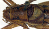 CollectionObject 1502420; aa01e240-8036-4338-a7ff-e262c2fca78b: male head, pronotum and tegmina, dorsal view (paratype). (CollectionObject).