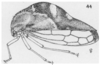 Habitus, lateral view: !! display not done !! on Cyrtolobus fenestratus (Fitch, 1851): (Observation).