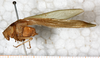 CollectionObject 1576499; NMW 5620, 825738e1-4dcc-45d6-ac1e-f10dec860c60: male, lateral view (paralectotype). (CollectionObject).