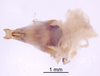 CollectionObject 1522930; c11ff712-6bae-4808-b1a2-f2c333c033f9: Male genitalia, ventral view (holotype). (CollectionObject).