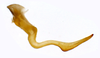 Stylus on Carapona vulta (DeLong & Freytag, 1975): Male [DZRJ]: style, lateral view. (Observation).