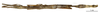CollectionObject 1557718; d493d077-105a-413b-b0fe-970d9f7be5ee: copyright MNHN, Paris. female (syntype). (CollectionObject).;CollectionObject 1557719; c43a70c9-8b86-4ebc-9533-98b8a25d5a2a: copyright MNHN, Paris. female (syntype). (CollectionObject).