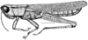 Aleuas lineatus Stål, 1878: Fig. 8. male habitus (Argentina, Prov. Chaco, Arroyo Palometa at National Route 11, length 31.5 mm, scale bar 5 mm). (Otu).