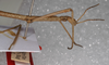 CollectionObject 1561033; 7d1c7845-0ed4-4801-80f0-77d6b0d646f0: copyright (SAMC). holotype male, head and thorax, lateral view. (CollectionObject).