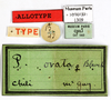 CollectionObject 1587317; MNHN(SF IMPORT DUPLICATE) MNHN-EP-EP1309, 819303a9-bed5-400e-8f5d-891996008a80: CC BY-NC-ND 4.0/MNHN - Depraetere Marion - 2014. Syntype, female, of ovata Blanchard, 1851. Specimen number: MNHN-EP-EP1309. http://coldb.mnhn.fr/catalognumber/mnhn/ep/ep1309. (CollectionObject).