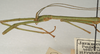 CollectionObject 1559964; 6428ac6f-2817-4b06-9bdc-f189e659a2ab: copyright St. Petersburg. male, head & thorax (holotype). (CollectionObject).