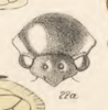 Head: !! display not done !! on Euritea personata (Stål, 1870): (Observation).