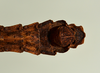 CollectionObject 1557493; 8f0ee6a6-9c88-4a79-ab36-6ed3d5d77847: copyright USNM, Washington. (CollectionObject).