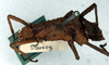 CollectionObject 1561536; NMW 39, eb530dd8-0dc6-47b9-967e-86b2d62f0144: copyright NMW. female, lateral view (syntype). (CollectionObject).