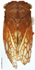 Habitus, dorsal view on Euwalkeria rubrica Albertson, 2005: (Observation).