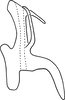 Aedeagus, lateral view on Erythridula afflicta (Beamer, 1935): Aedeagus (paratype), lateral view. (Observation).