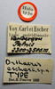 CollectionObject 1506166; 54f39716-a888-4c16-977c-261a113079d1: labels (lectotype of Orthacris escheri). (CollectionObject).
