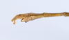 CollectionObject 1557317; f2ab634a-5114-423e-b538-a7a09412d136: copyright ANSP. male: end of abdomen, lateral view (paratype). (CollectionObject).