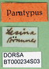 CollectionObject 1500475; 729457e7-0741-4169-95a2-4f9641144756: labels (syntype of Pholidoptera dalmatica maritima). (CollectionObject).