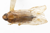 Habitus, dorsal view: (Observation).