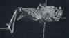 Astyalus tessmanni (Günther, 1938): Fig. 3. female, lateral view (type of Astyalus strumiger). (Otu).
