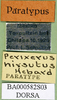 CollectionObject 1567377; d5013d5c-74d8-444f-996b-b076ba8d61db: labels (paratype). (CollectionObject).