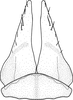Subgenital plate, ventral view on Brazosa picturella (Baker, 1923): valve and subgenital plate, ventral aspect. (Observation).