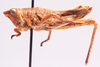 CollectionObject 1583984; TMSA TMOR30360, 96366afa-27fb-45b8-96db-c5da0d66484d: male, lateral view. (CollectionObject).