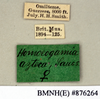 CollectionObject 1573148; 0c83d908-aea9-4c8d-a3ef-114ca0ab0d62: Copyright Natural History Museum, London. Labels from non-type (adult female) in BM(NH). (CollectionObject).